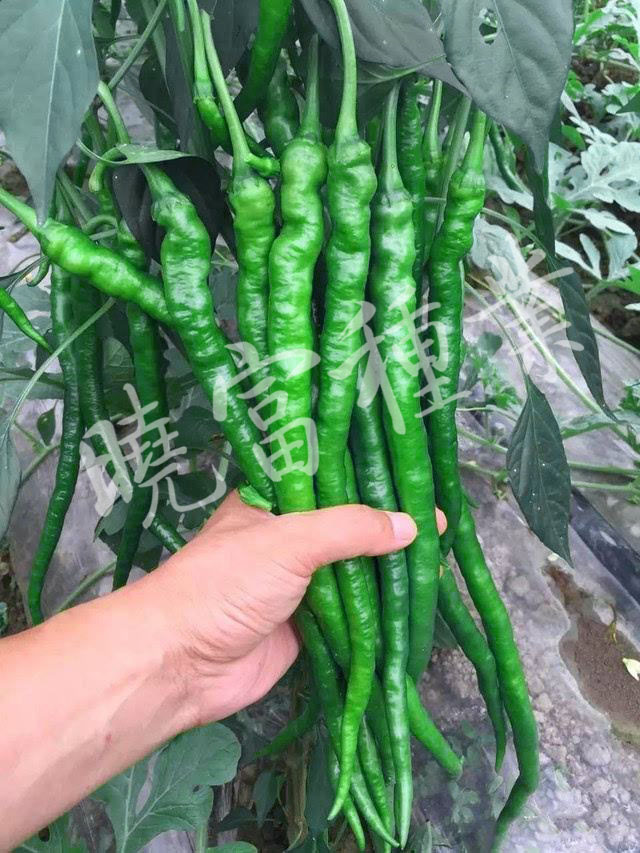 1585790956882066.jpg 08.jpg