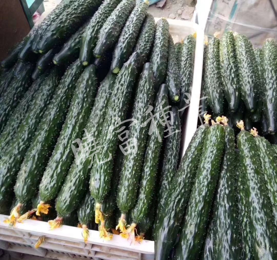 1585989663448655.jpg 08.jpg