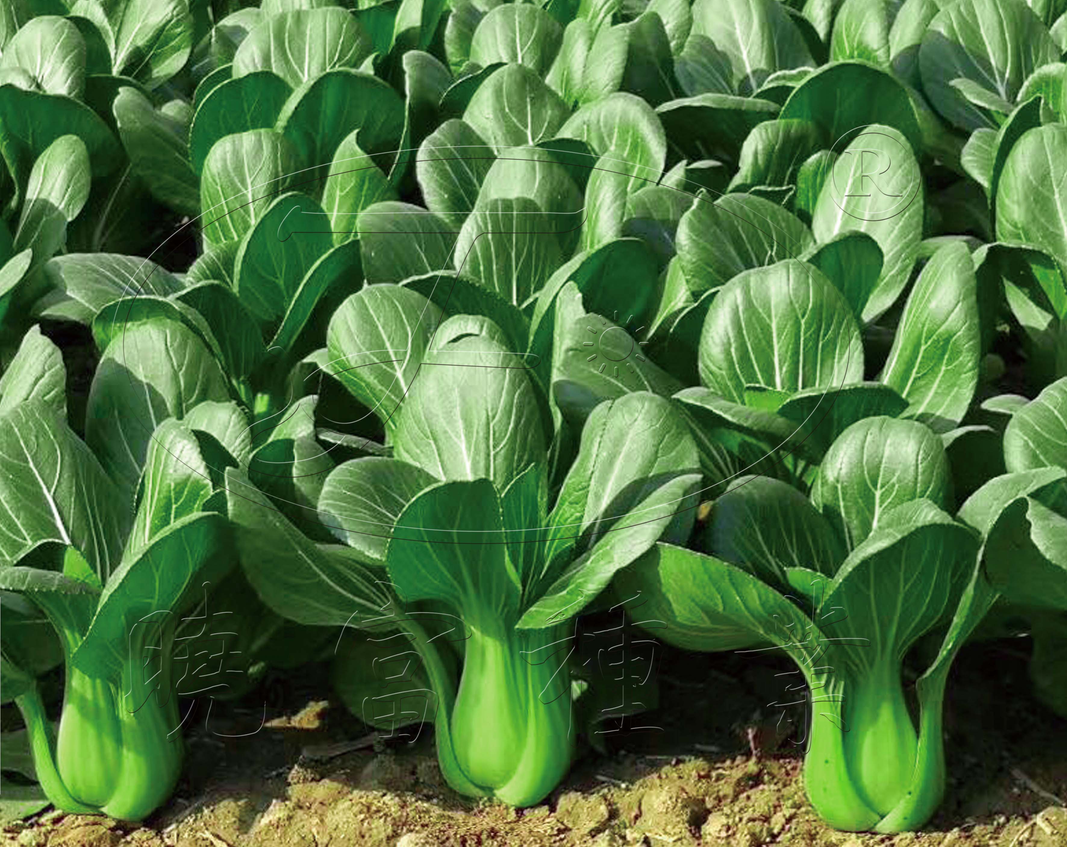 1602147969739980.jpg 04.jpg